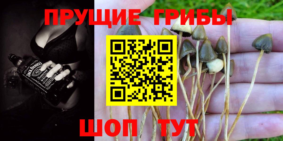 Галлюциногенные грибы Psilocybine cubensis Таганрог